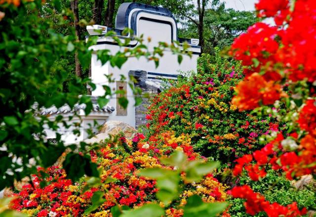 花都馬嶺村：智種三角梅，一花開(kāi)五色