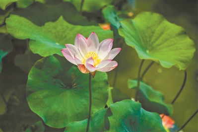 古祠紅云映夏 棧道荷影織夢(mèng)