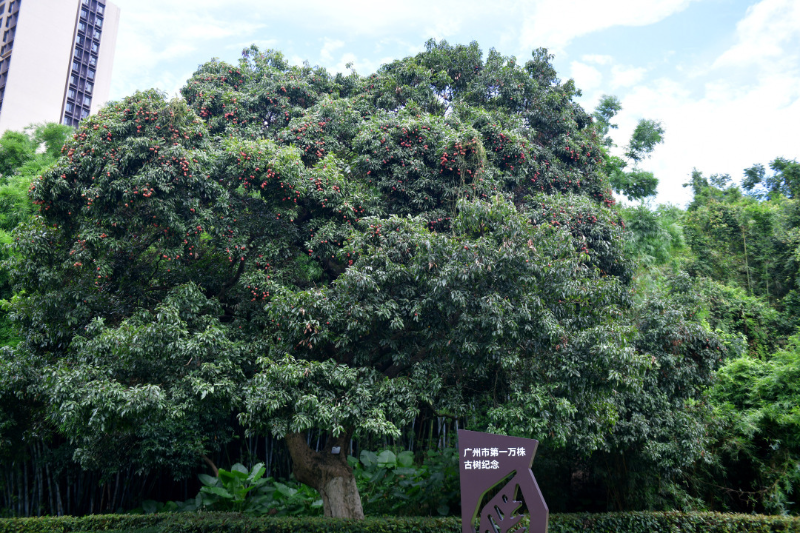 古荔真給“荔”！廣州最古老荔枝樹和第一萬株古樹均碩果滿枝