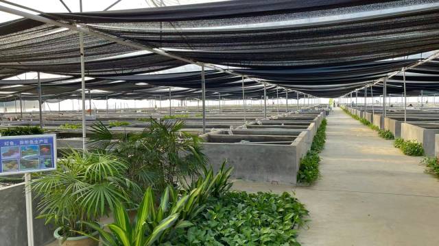 青青自然公司養殖基地。