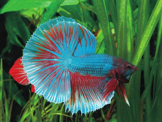 南沙觀賞魚“破冰”北美背后，國家級農業(yè)對外開放合作試驗區(qū)開啟全球化再闖關