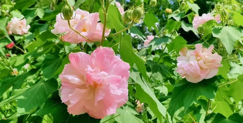 最佳觀賞期！花色一日三變！這是什么神仙顏值→