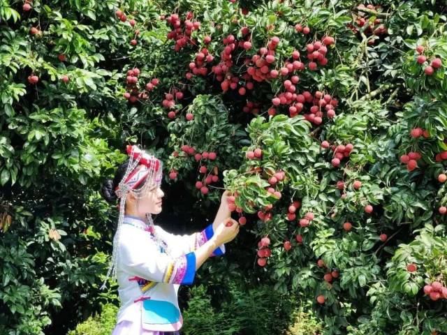 2025年正果鎮(zhèn)畬族村迎來荔枝豐收 2025年正果鎮(zhèn)畬族村迎來荔枝豐收