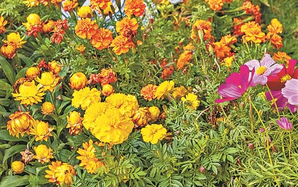 文化公園羊城菊會(huì)11月15日開(kāi)幕 菊花造景“動(dòng)起來(lái)”