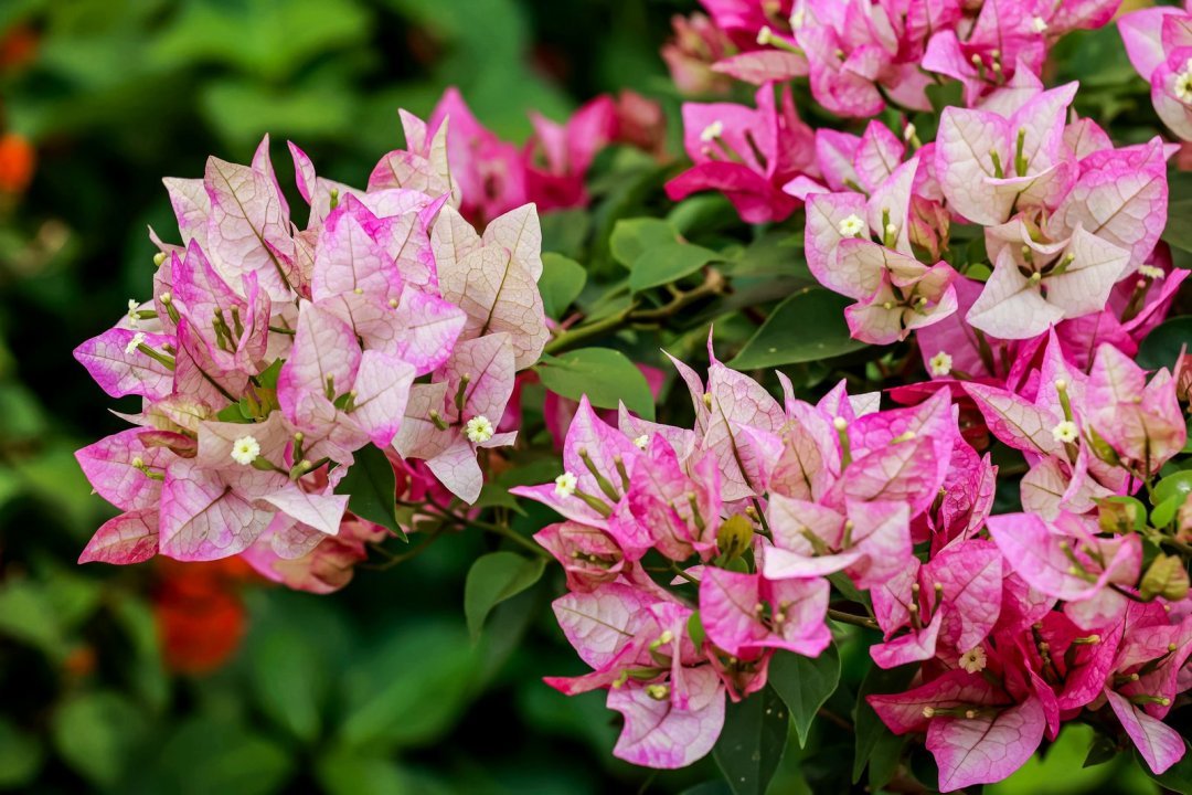 以花為媒，共繪綠韻灣區(qū)！名園名花展上演自然與城市的對(duì)話